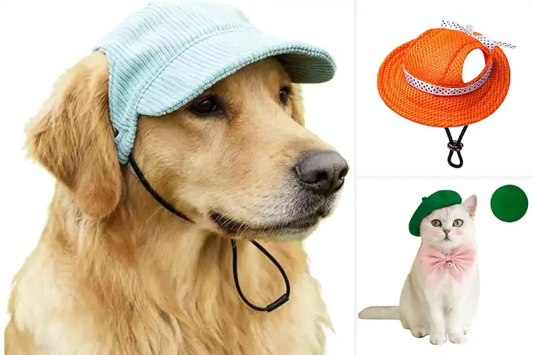 Detailed view of Best Autumn Pet Hat Colors