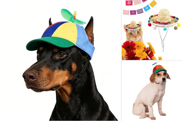 Detailed view of Best Colorful Pet Hats
