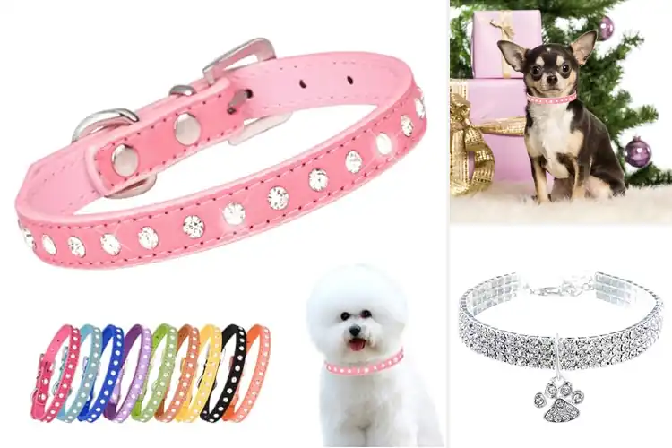 Detailed view of Best Diamond-Embedded Collars for Sparkling Style & Comfort