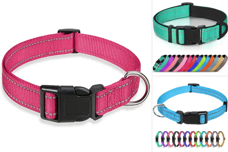 Detailed view of Best Lightweight Collars Top Picks for Comfort & Safety