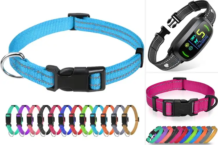 Detailed view of Best Small Dog Collars