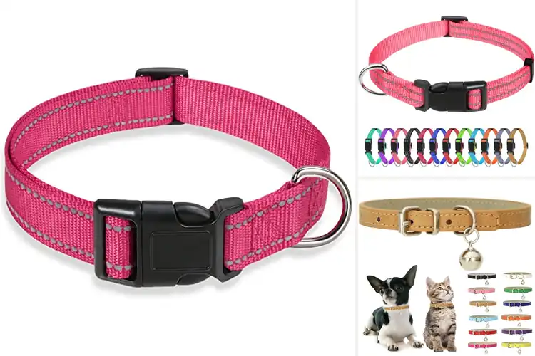 Detailed view of Best Small Pet Collar