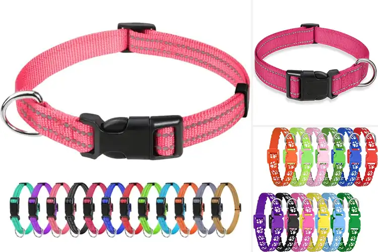 Detailed view of Best Small Pet Collars