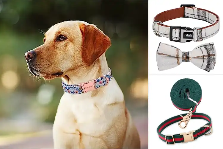 Detailed view of Best Stylish Dog Collars: Top 10 Trendy & Comfortable Picks