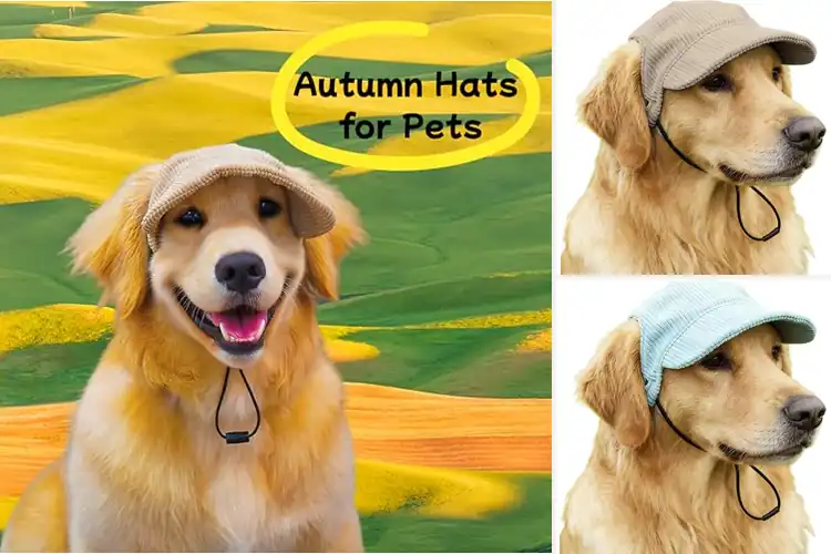 Detailed view of Best Summer & Fall Beach Headwear For Pets