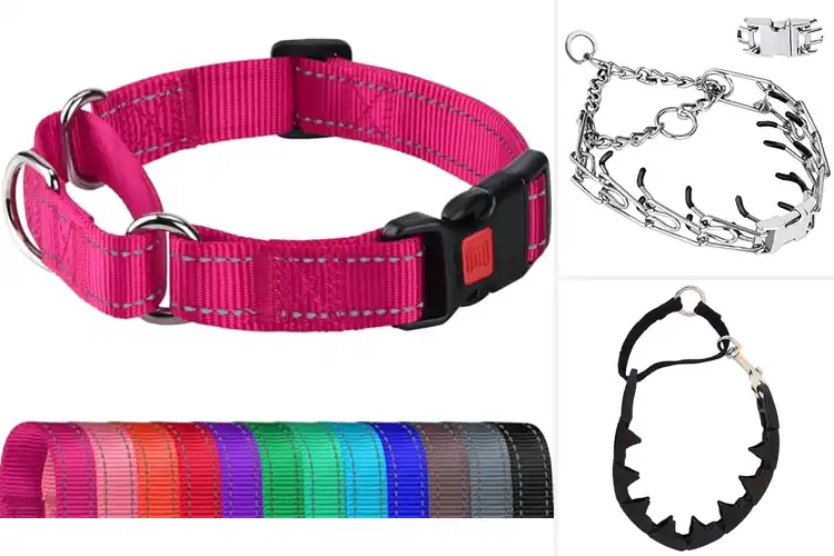 Detailed view of Best Walking Dog Collars